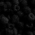 biases + wreckers : han & seung-min β min-gi & hong-joong βyun-jin β martin & james β jurin & harvey β su-min β karina β wumuti β ni-ki